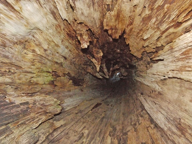 Inside of Hollow Tree Looking Up