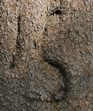 Bark Growing over Numerals 1 5