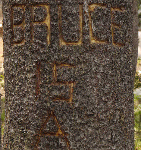 Grafitti on Tree