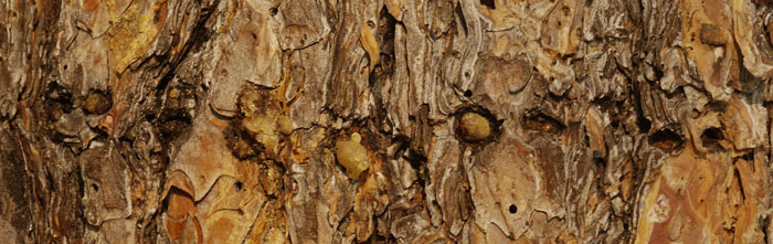 Line of Sapsucker Holes