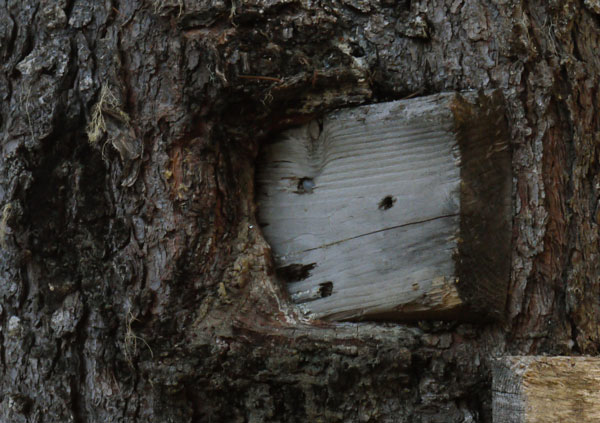 Tree Growing Over Sign