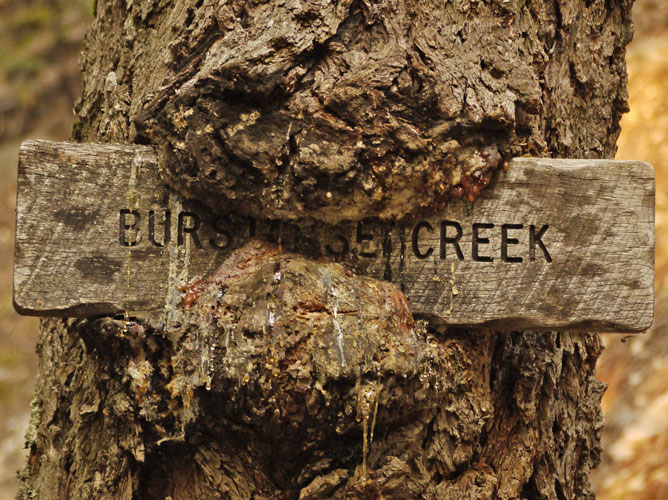 Tree Growing Over Sign