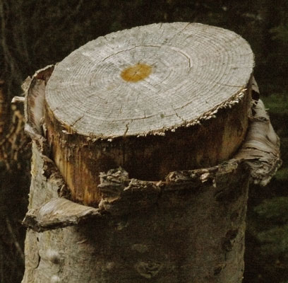 Stump, Peeling Bark