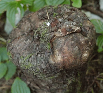 Stump Healed Over