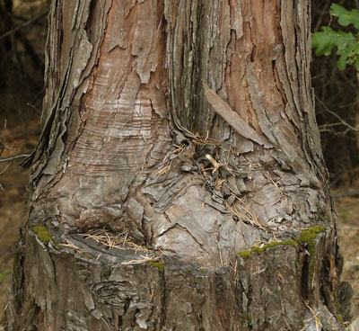 Stump With New Tree