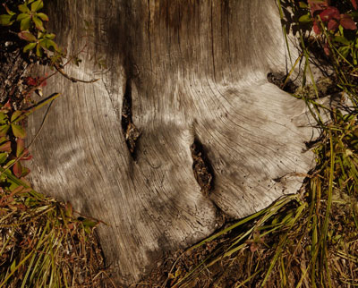 Stump With New Tree