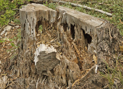 Stump Interior Rotting