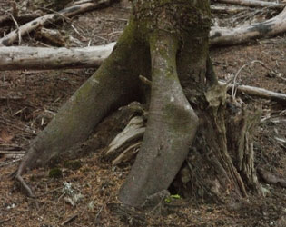 Nursery Stump