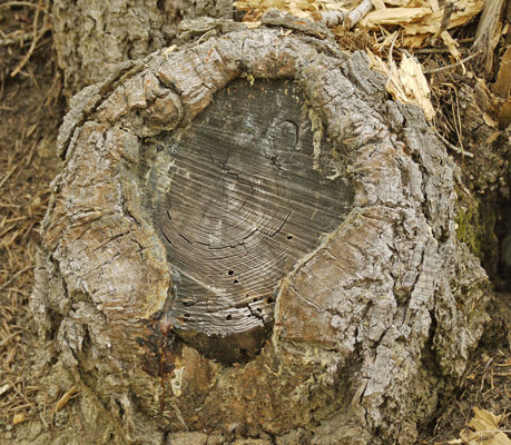 Stump Partially Healed Over