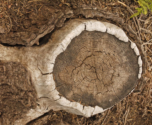 Stump Partially Healed Over