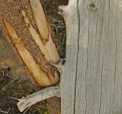 The tree on the right fell and scraped the bark off of the left tree.