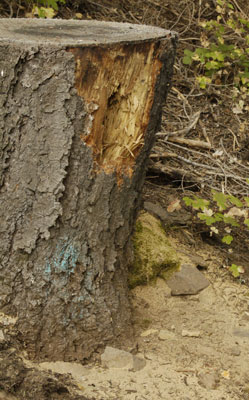 Woodpecker Opened Carpenter Ant Stump