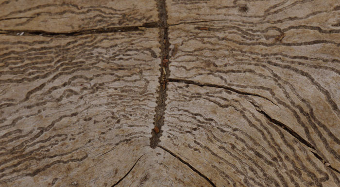 Tunnel in Wood, Main Gallery Across Grain