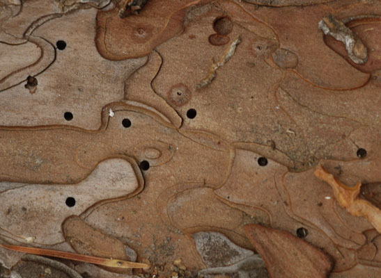 Tunnels Through Bark