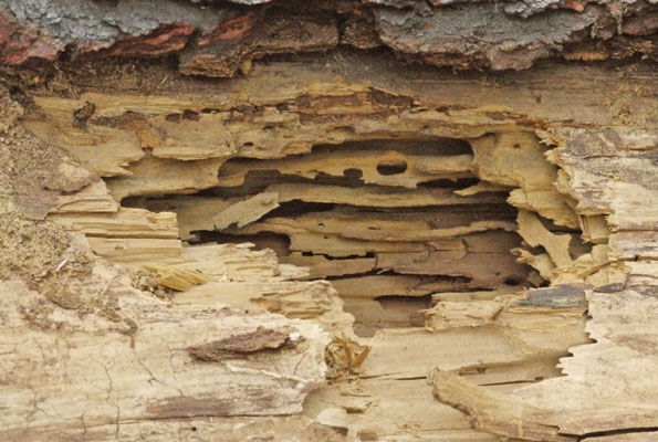 Woodpecker Opened Insect Tunnels