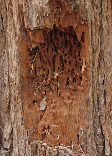 Woodpecker Opened Insect Tunnels