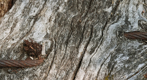 Bark Overgrowing Wire Rope