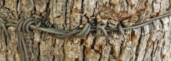 Wire Girdling Tree