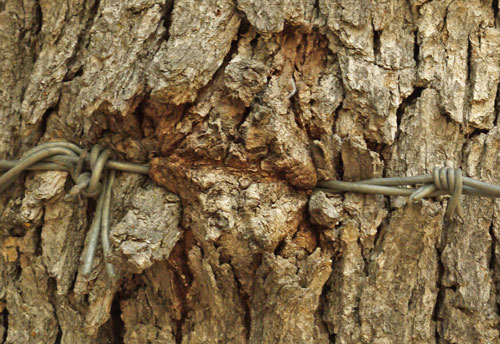 Bark Overgrowing Wire