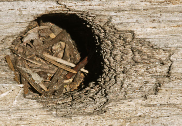 Woodpecker Nest Tunnel