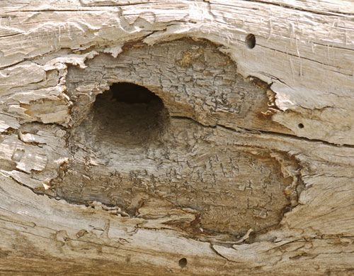 Woodpecker Nest Tunnel