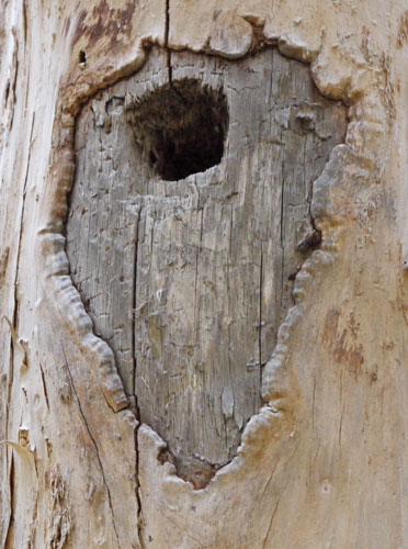 Woodpecker Nest Tunnel