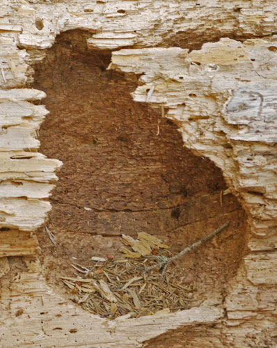 Woodpecker Nest Cavity