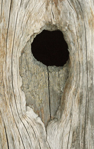 Woodpecker Nest Tunnel