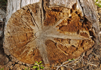 Radial Spokes of Intact Wood