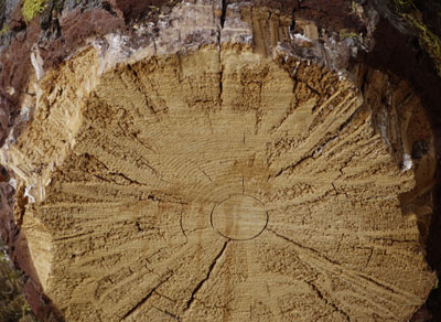 Radial Spokes of Intact Wood