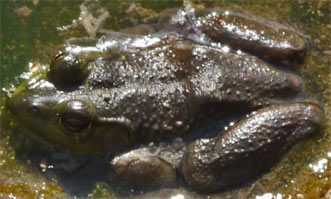 Eastern Narrowmouth Toad, Rottenwood Creek, Marietta, Georgia