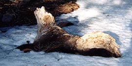 This rotted tree looks just like a dog. San Jacinto Mountains, California