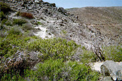 Healthy Chapparal and adjacent Moonscape at the southern edge of the Pines Fire.