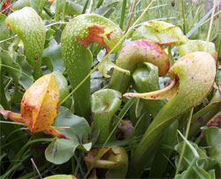 Cobra Lilies, California Insect Eating Plants