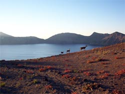 Mule Doe and her Fawns, Northwest Rim of Crater Lake, Oregon