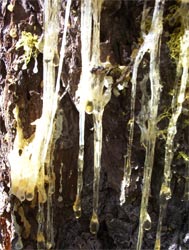 Pine sap dripping from a tree
