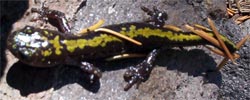 Salamander, Oregon