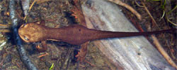 Salamanders in Fisher Lake, California