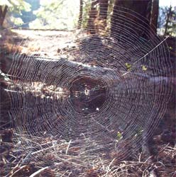 Spider Web, Oregon