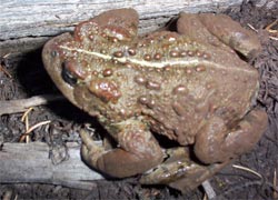 Toad, Oregon