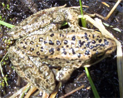 Toad, California