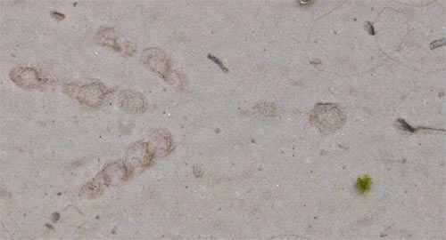 Bird Print in dried mud, Alabama