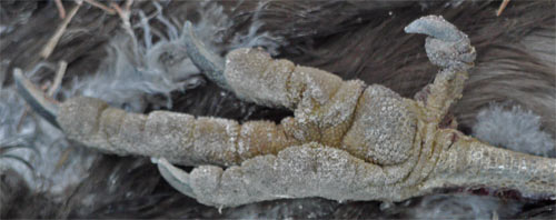 Black Vulture Foot, Dugger Wilderness, Alabama