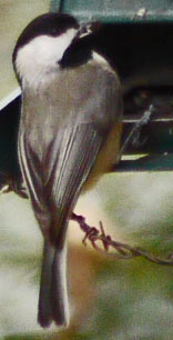 Carolina Chickadee, Marietta, Georgia