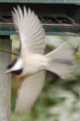 Carolina Chickadee, Marietta, Georgia