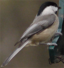 Carolina Chickadee, Marietta, Georgia