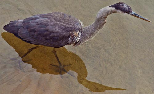 Great Blue Heron, Rottenwood Creek, Marietta, Georgia