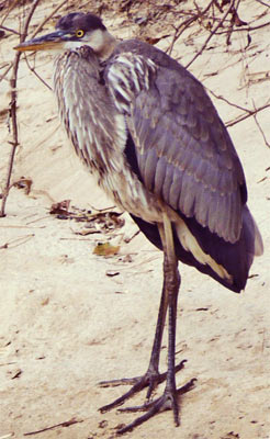 Great Blue Heron, Rottenwood Creek, Marietta, Georgia