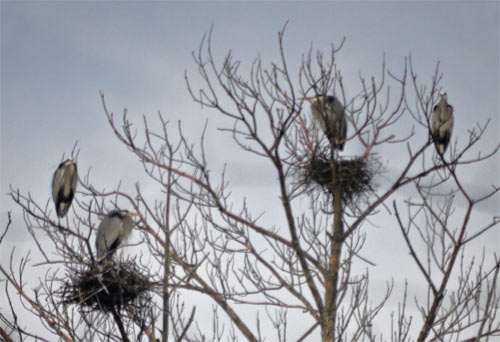 Great Blue Heron Rookery, Chatahoochie River, Marietta, Georgia