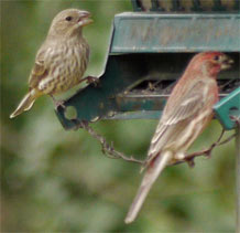 Female and Male House Finches, Marietta, Georgia